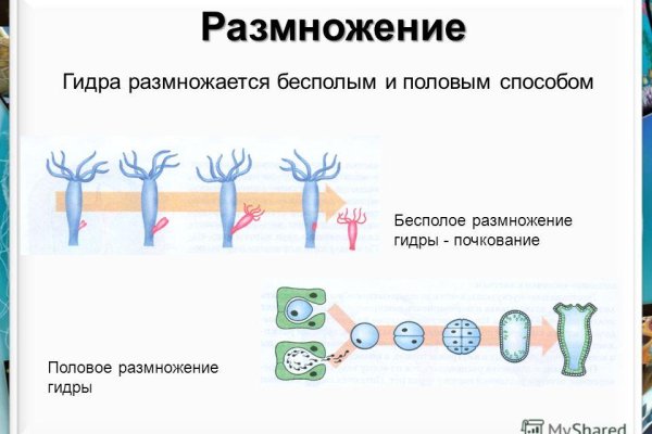 Kraken сайт зеркала