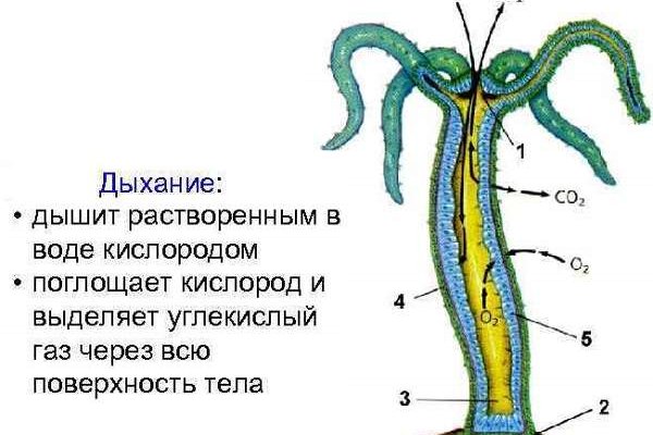 Кракен площадка торговая что это